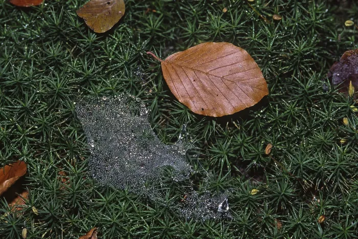 Gerahmter Druck : Moos, Wald, Blatt, Spinne-Web Gerahmter Druck : Moos, Wald, Blatt, Spinne-Web