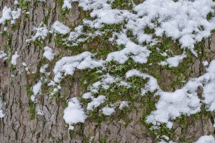 Gerahmter Druck : Moss und Schnee auf der Rinde eines Baumes. Gerahmter Druck : Moss und Schnee auf der Rinde eines Baumes.