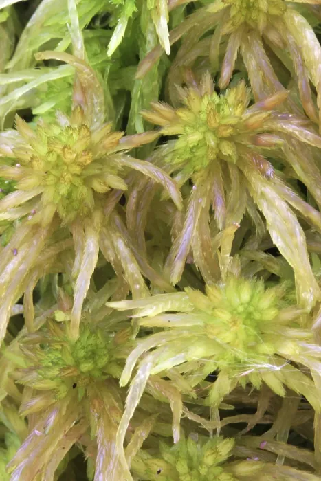 Gerahmter Druck : Moos (Sphagnum) im Nahbereich. Gerahmter Druck : Moos (Sphagnum) im Nahbereich.