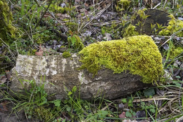 Gerahmter Druck : Moss auf einem Baumstamm, Nahansicht. Gerahmter Druck : Moss auf einem Baumstamm, Nahansicht.