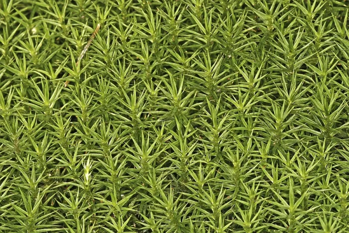 Gerahmter Druck : Mosses Gerahmter Druck : Mosses