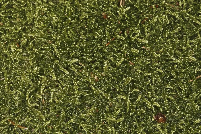 Gerahmter Druck : Mosses