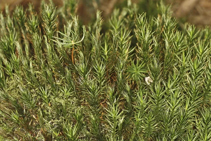 Gerahmter Druck : Mosses