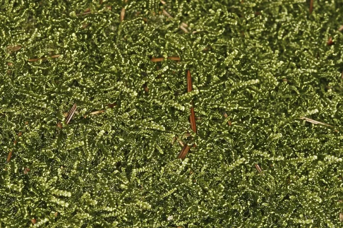 Gerahmter Druck : Mosses Gerahmter Druck : Mosses