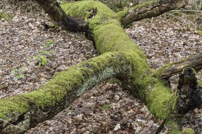 Gerahmter Druck : Fichtelbeer-Buchen (Fagus sylvatica) mit Moos.