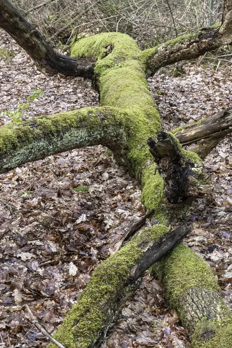 Gerahmter Druck : Moosbecher Fichte (Fagus sylvatica) Gerahmter Druck : Moosbecher Fichte (Fagus sylvatica)