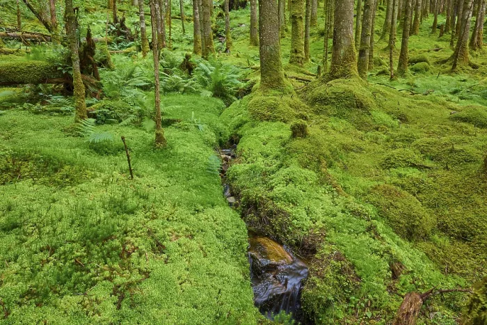 Gerahmter Druck : Moosbewachsener Waldboden, der mit einem kleinen Bach durchsetzt ist. Gerahmter Druck : Moosbewachsener Waldboden, der mit einem kleinen Bach durchsetzt ist.