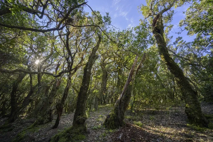 Gerahmter Druck : Moorwald im Sonnenlicht, Arure. Gerahmter Druck : Moorwald im Sonnenlicht, Arure.