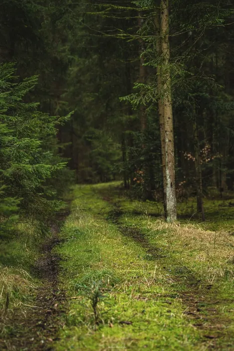 Gerahmter Druck : Moosiger Pfad im Schwarzwald, Deutschland. Gerahmter Druck : Moosiger Pfad im Schwarzwald, Deutschland.