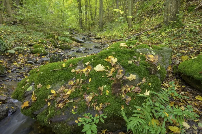 Gerahmter Druck : Moosige Felsen am Kaja Bach. Gerahmter Druck : Moosige Felsen am Kaja Bach.