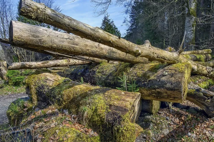 Gerahmter Druck : Moosbewachsene gestapelte Baumstämme, Allgäu. Gerahmter Druck : Moosbewachsene gestapelte Baumstämme, Allgäu.