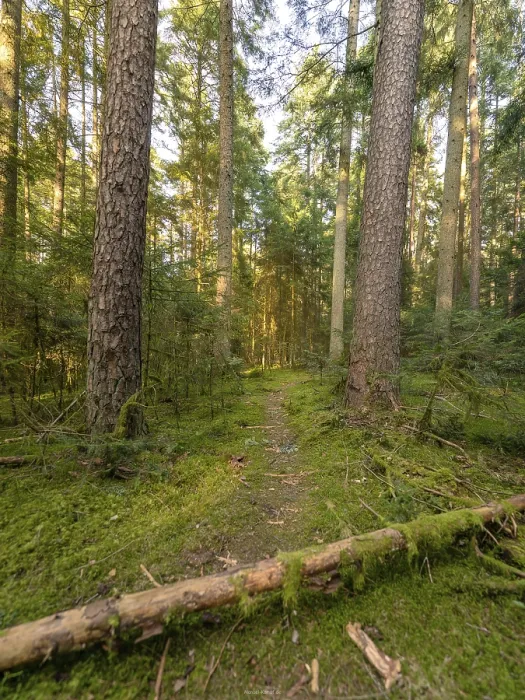 Gerahmter Druck : Moorige Pfade im Schwarzwald. Gerahmter Druck : Moorige Pfade im Schwarzwald.
