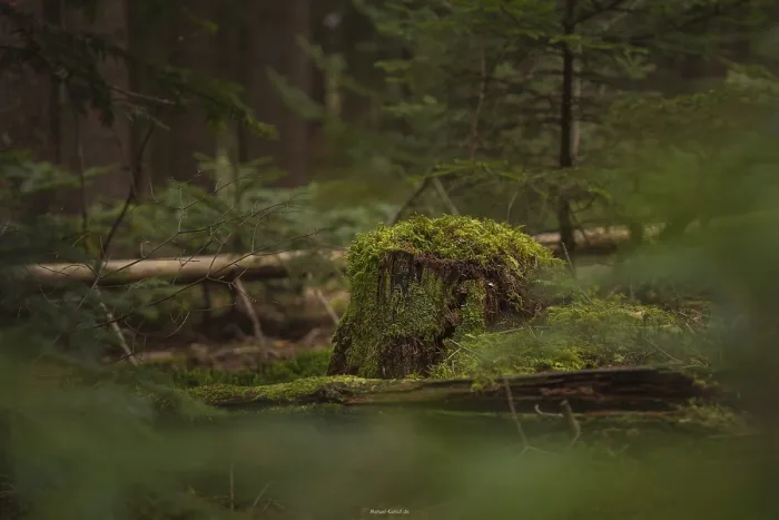 Gerahmter Druck : Moosiger Baumstumpf im Schwarzwald. Gerahmter Druck : Moosiger Baumstumpf im Schwarzwald.
