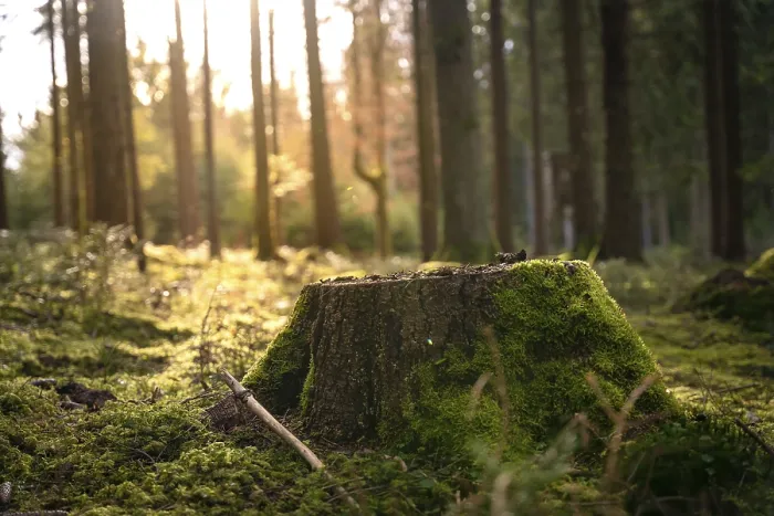 Gerahmter Druck : Moosiger Baumstumpf im Abendlicht. Gerahmter Druck : Moosiger Baumstumpf im Abendlicht.