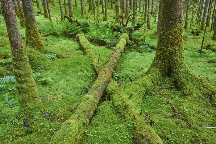 Gerahmter Druck : Moosbewachsene Baumstämme liegen zwischen Bäumen im Wald. Gerahmter Druck : Moosbewachsene Baumstämme liegen zwischen Bäumen im Wald.