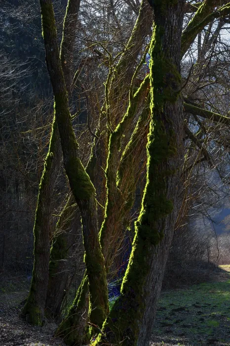 Gerahmter Druck : Bäume mit Moos im Hintergrundlicht, Auseinanderfallen. Gerahmter Druck : Bäume mit Moos im Hintergrundlicht, Auseinanderfallen.