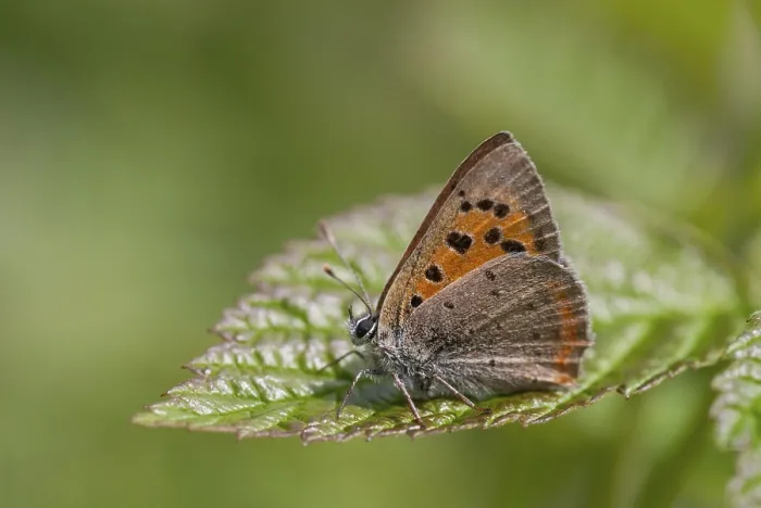 Gerahmter Druck : Schmetterling, kleiner Schmetterling, Lycaena phlaeas Gerahmter Druck : Schmetterling, kleiner Schmetterling, Lycaena phlaeas