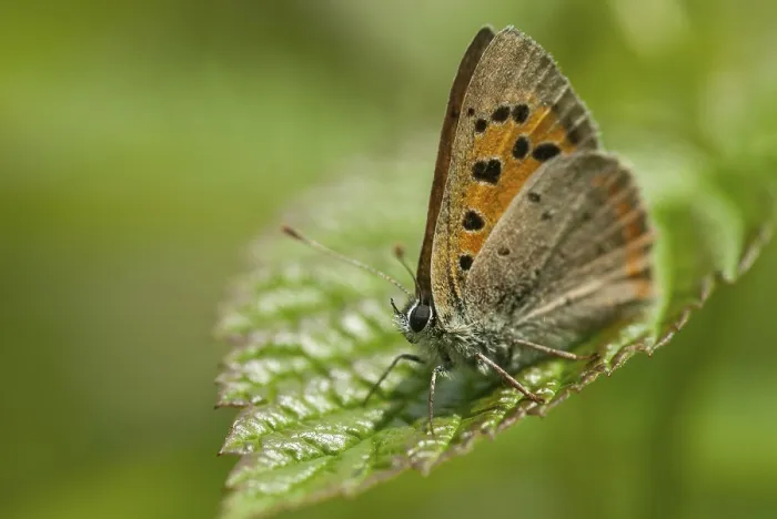 Gerahmter Druck : Schmetterling, kleiner Schmetterling, Lycaena phlaeas Gerahmter Druck : Schmetterling, kleiner Schmetterling, Lycaena phlaeas