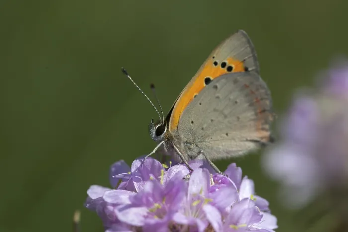 Gerahmter Druck : Schmetterling, kleiner Schmetterling, Lycaena phlaeas. Gerahmter Druck : Schmetterling, kleiner Schmetterling, Lycaena phlaeas.