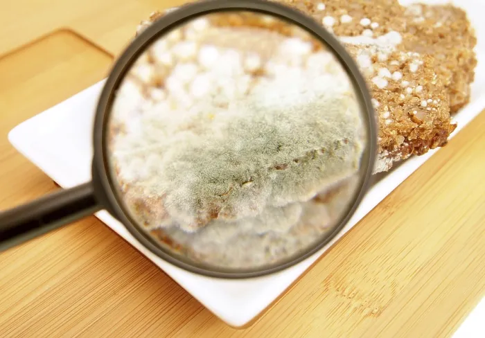 Gerahmter Druck : Schimmeliger Brot unter einem Lupe Gerahmter Druck : Schimmeliger Brot unter einem Lupe