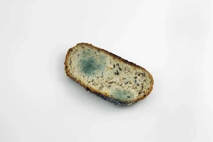 Gerahmter Druck : Schimmeliger Brotstück Gerahmter Druck : Schimmeliger Brotstück