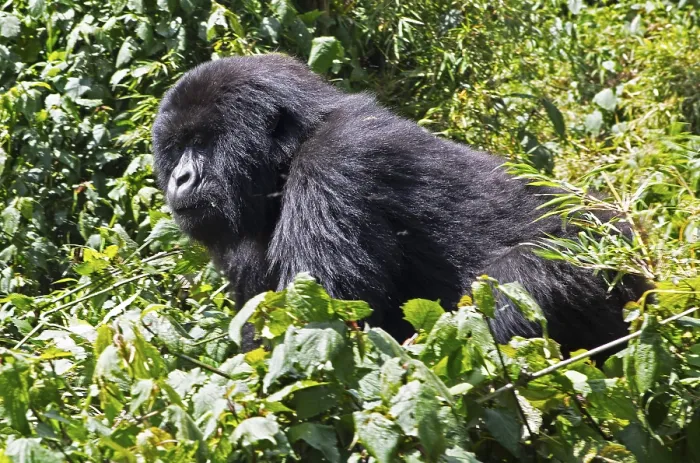 Gerahmter Druck : Berggorilla (Gorilla beringei beringei) Gerahmter Druck : Berggorilla (Gorilla beringei beringei)