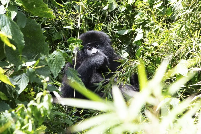 Gerahmter Druck : Berggorilla (Gorilla beringei beringei) Gerahmter Druck : Berggorilla (Gorilla beringei beringei)