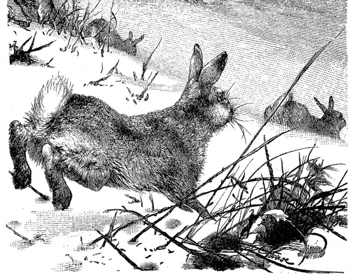 Gerahmter Druck : Bergmarmotte (Lepus timidus) Marmotte
