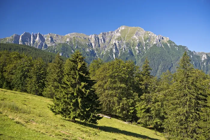 Gerahmter Druck : Buchenwiesen mit den Bucegigebirgen Gerahmter Druck : Buchenwiesen mit den Bucegigebirgen
