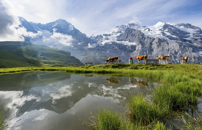 Gerahmter Druck : Bergpanorama mit Gipfeln des Eiger. Gerahmter Druck : Bergpanorama mit Gipfeln des Eiger.
