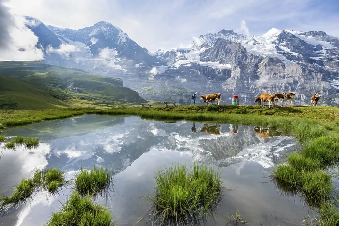 Gerahmter Druck : Bergpanorama mit Gipfeln Eiger. Gerahmter Druck : Bergpanorama mit Gipfeln Eiger.