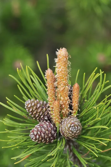Gerahmter Druck : Buchenkiefer (Pinus mugo) Gerahmter Druck : Buchenkiefer (Pinus mugo)