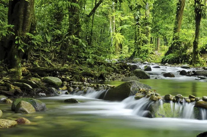 Gerahmter Druck : Bergbach in einem tropischen Regenwald. Gerahmter Druck : Bergbach in einem tropischen Regenwald.