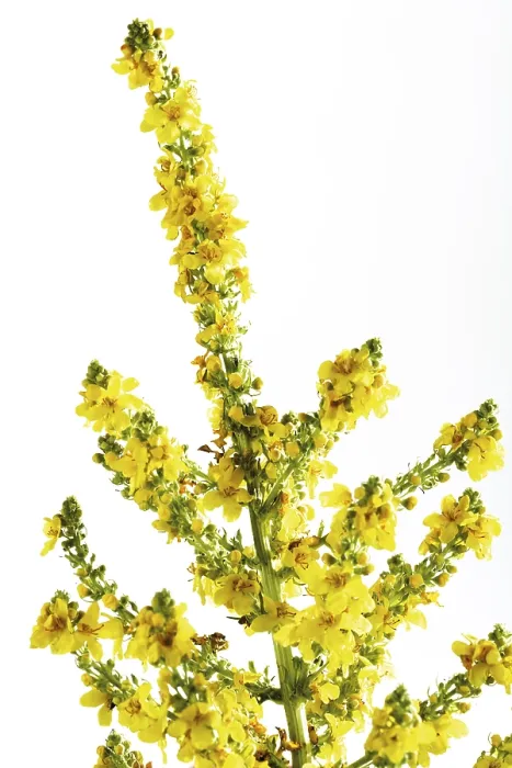 Gerahmter Druck : Verbascum Gerahmter Druck : Verbascum