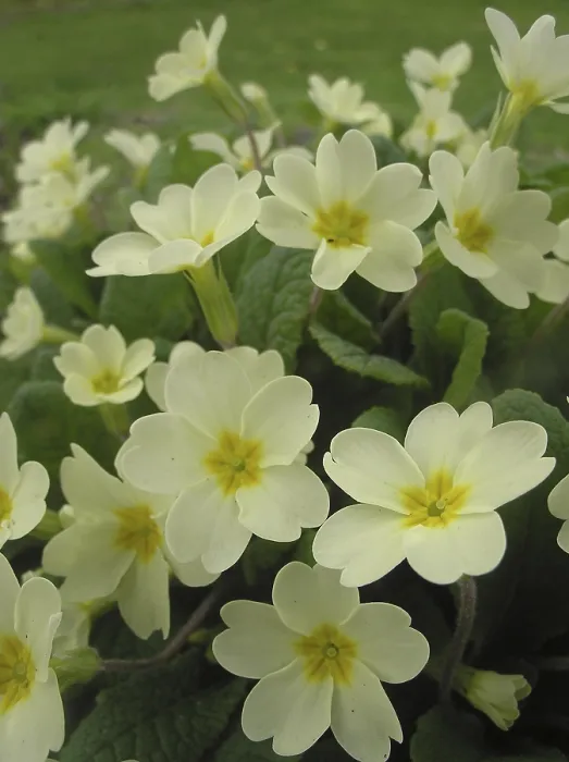 Gerahmter Druck : Vielfarbiges Blumenstrauß Gerahmter Druck : Vielfarbiges Blumenstrauß
