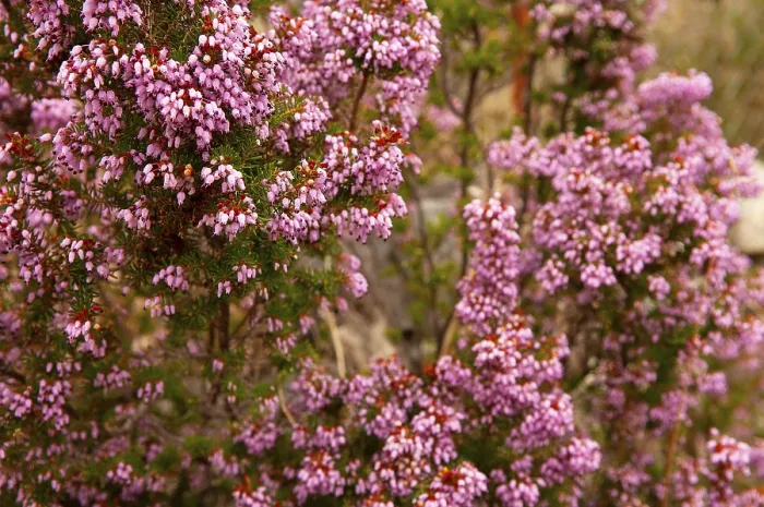 Gerahmter Druck : Mehrfachblütige Heide (Erica multiflora) Gerahmter Druck : Mehrfachblütige Heide (Erica multiflora)