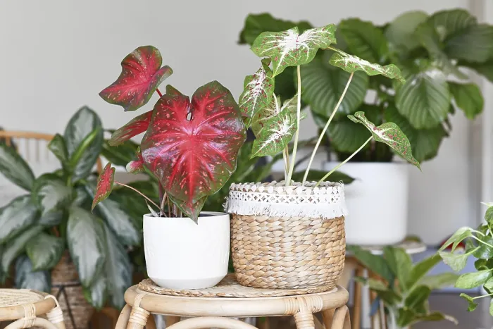 Gerahmter Druck : Farbenfroher exotischer Caladium Red Flash Gerahmter Druck : Farbenfroher exotischer Caladium Red Flash