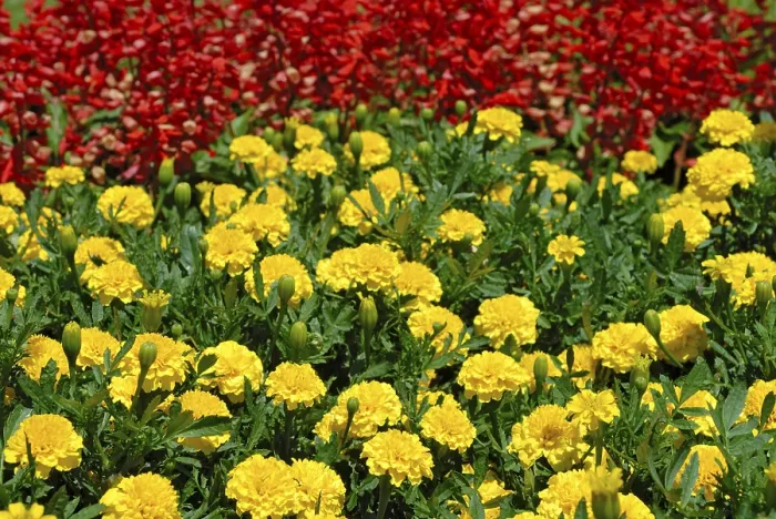 Gerahmter Druck : Farbfeld mit Blumen. Gerahmter Druck : Farbfeld mit Blumen.