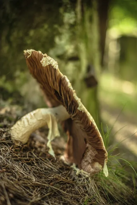 Gerahmter Druck : Mushroom Gerahmter Druck : Mushroom