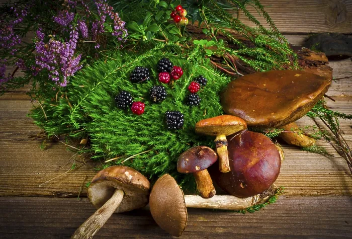 Gerahmter Druck : Pilz-Sammlung Gerahmter Druck : Pilz-Sammlung
