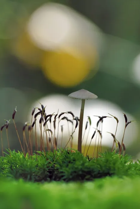 Gerahmter Druck : Pilz und Moos. Gerahmter Druck : Pilz und Moos.