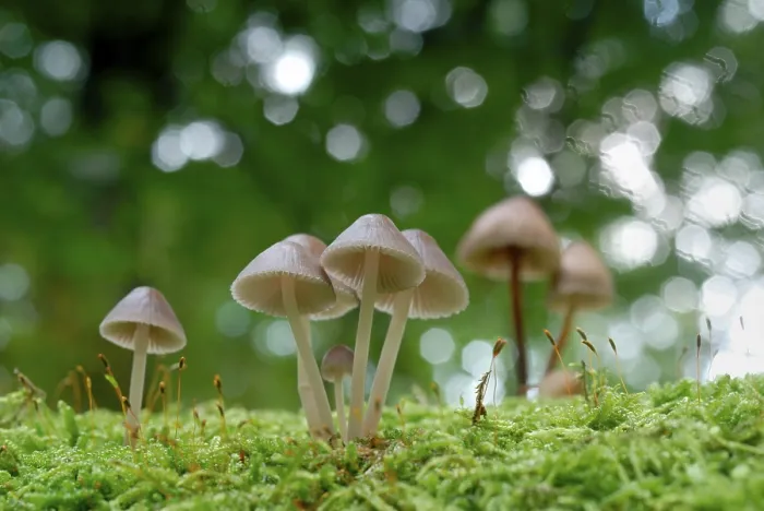 Gerahmter Druck : Pilz und Moos. Gerahmter Druck : Pilz und Moos.