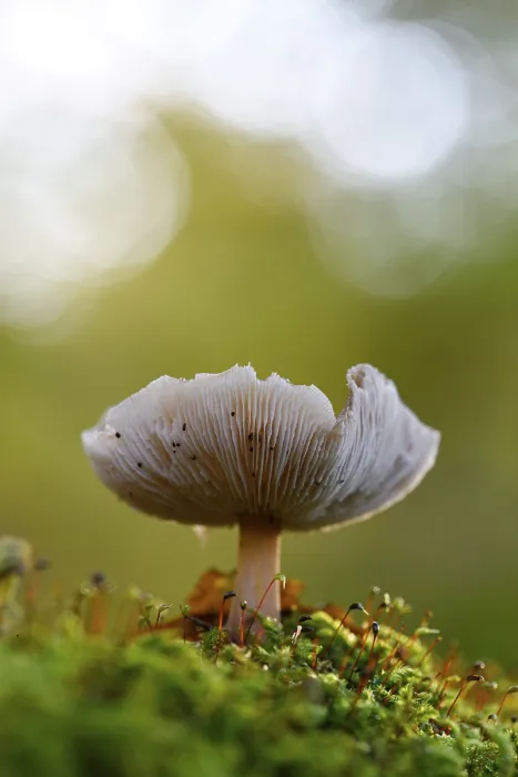 Gerahmter Druck : Pilz im Moos, Buchenwald. Gerahmter Druck : Pilz im Moos, Buchenwald.