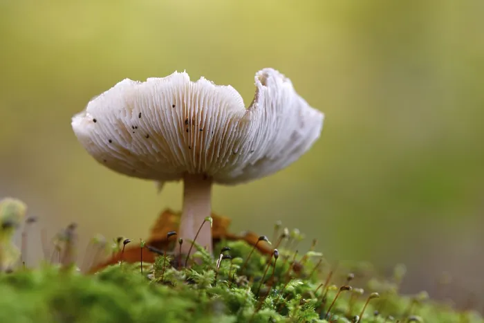 Gerahmter Druck : Pilz im Moos, Buchenwald. Gerahmter Druck : Pilz im Moos, Buchenwald.