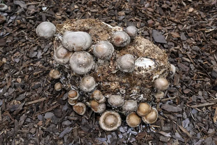 Gerahmter Druck : Pilz Shiitake (Lentinula edodes) Gerahmter Druck : Pilz Shiitake (Lentinula edodes)