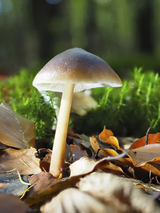 Gerahmter Druck : Pilz Strobilurus, verschwommener Hintergrund. Gerahmter Druck : Pilz Strobilurus, verschwommener Hintergrund.