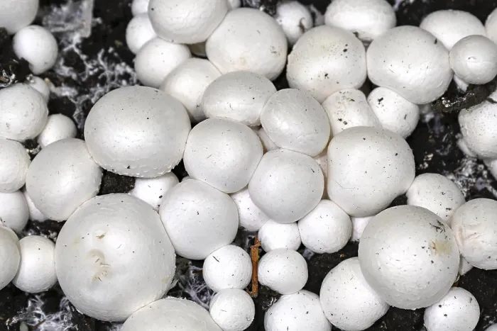 Gerahmter Druck : Mushrooms Gerahmter Druck : Mushrooms