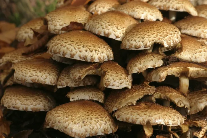 Gerahmter Druck : Mushrooms Gerahmter Druck : Mushrooms