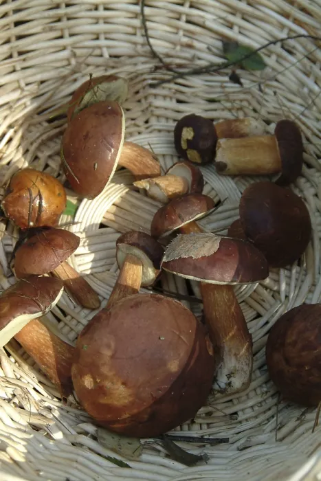 Gerahmter Druck : Pilze im Wald. Gerahmter Druck : Pilze im Wald.