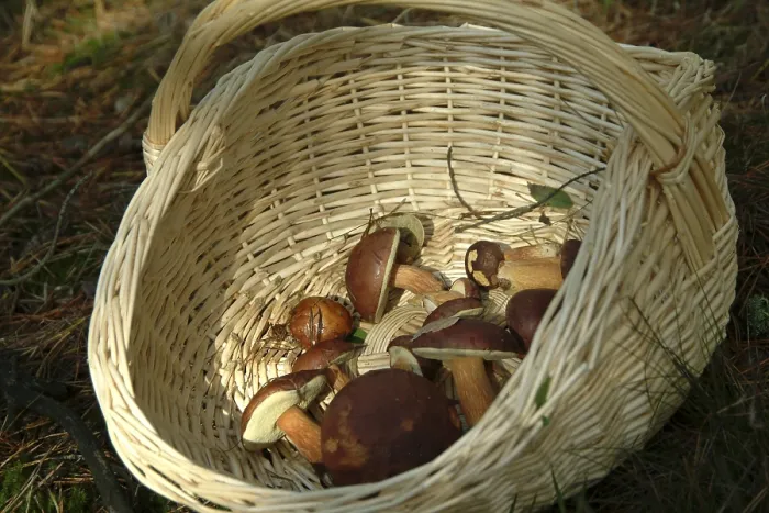 Gerahmter Druck : Pilze im Wald. Gerahmter Druck : Pilze im Wald.
